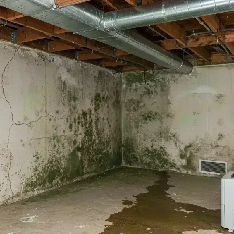 Professional Mold Removal in Christian County, MO